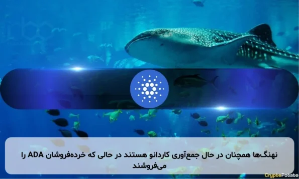 نهنگ‌ها همچنان در حال جمع‌آوری کاردانو هستند در حالی که خرده‌فروشان ADA را می‌فروشند